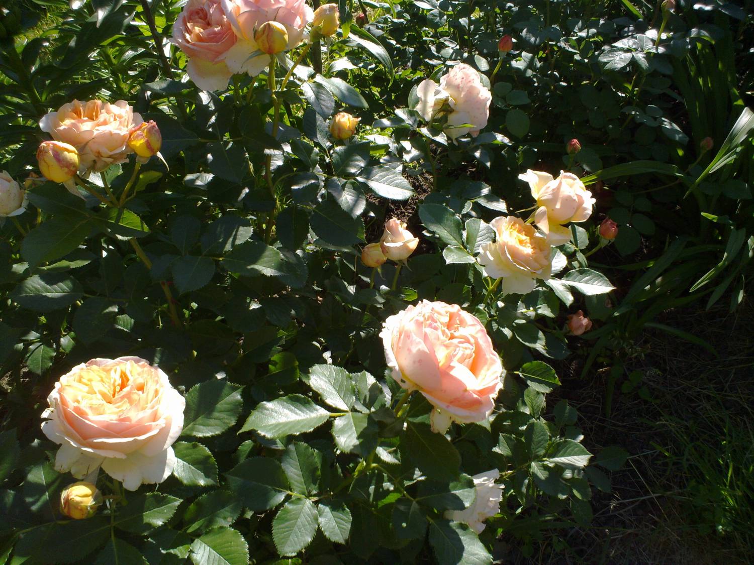 Обильно ли цветет роза Розоман Жанон