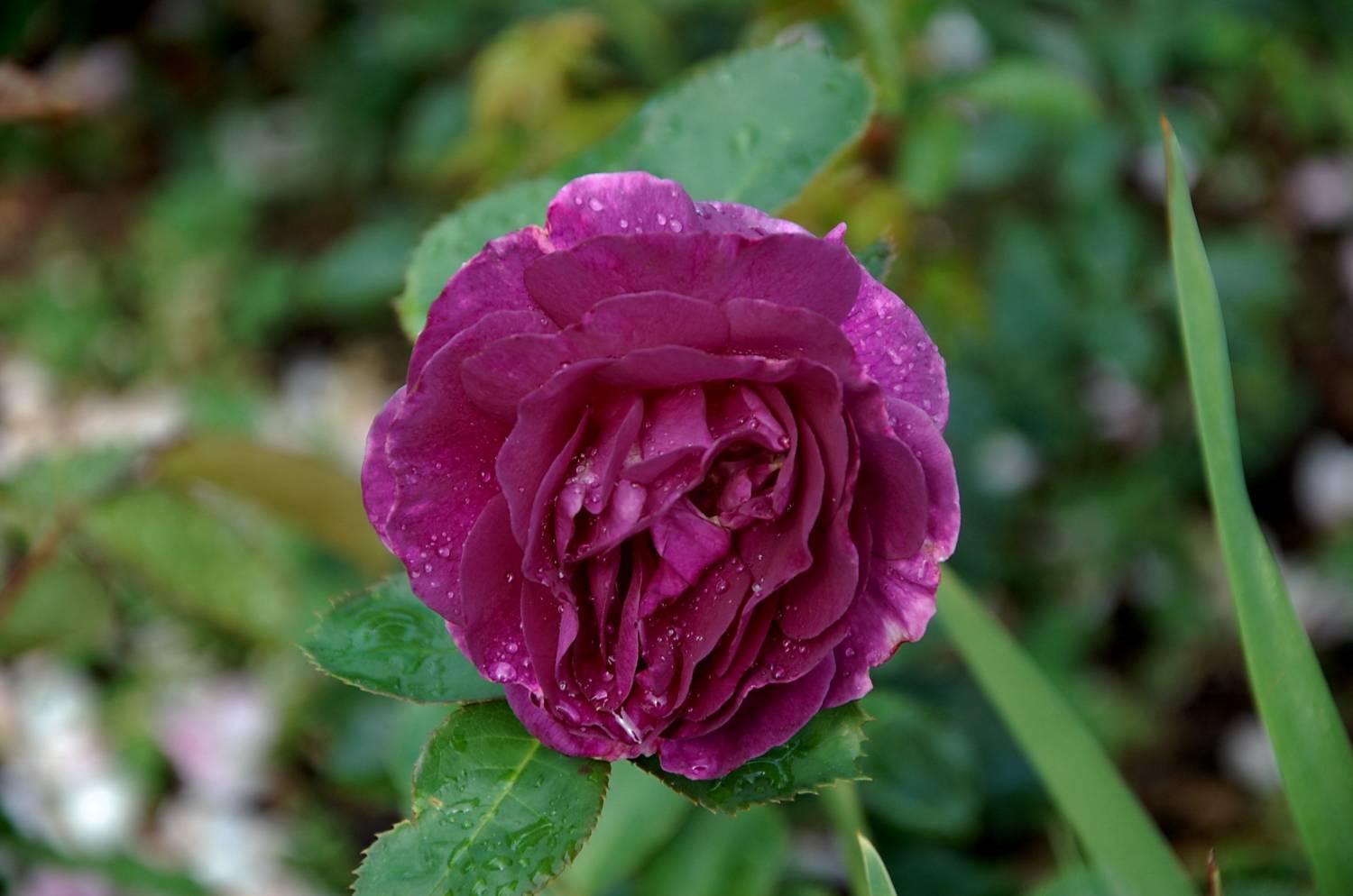Mozart's Lady Rose