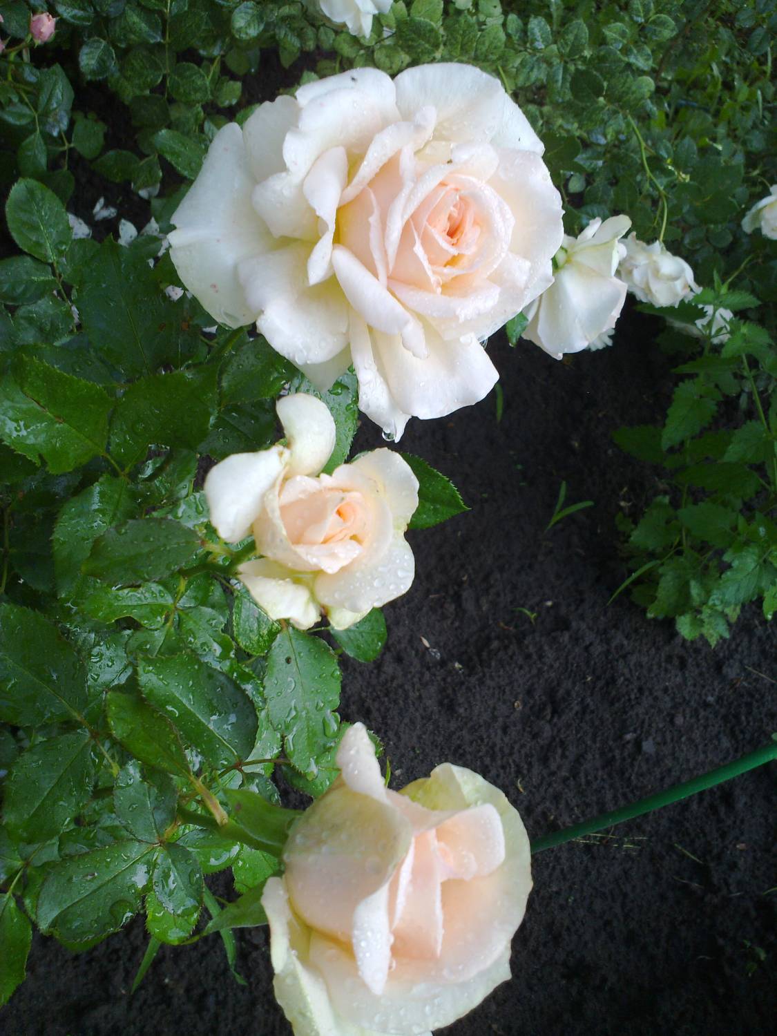 Розебук роза Евгения