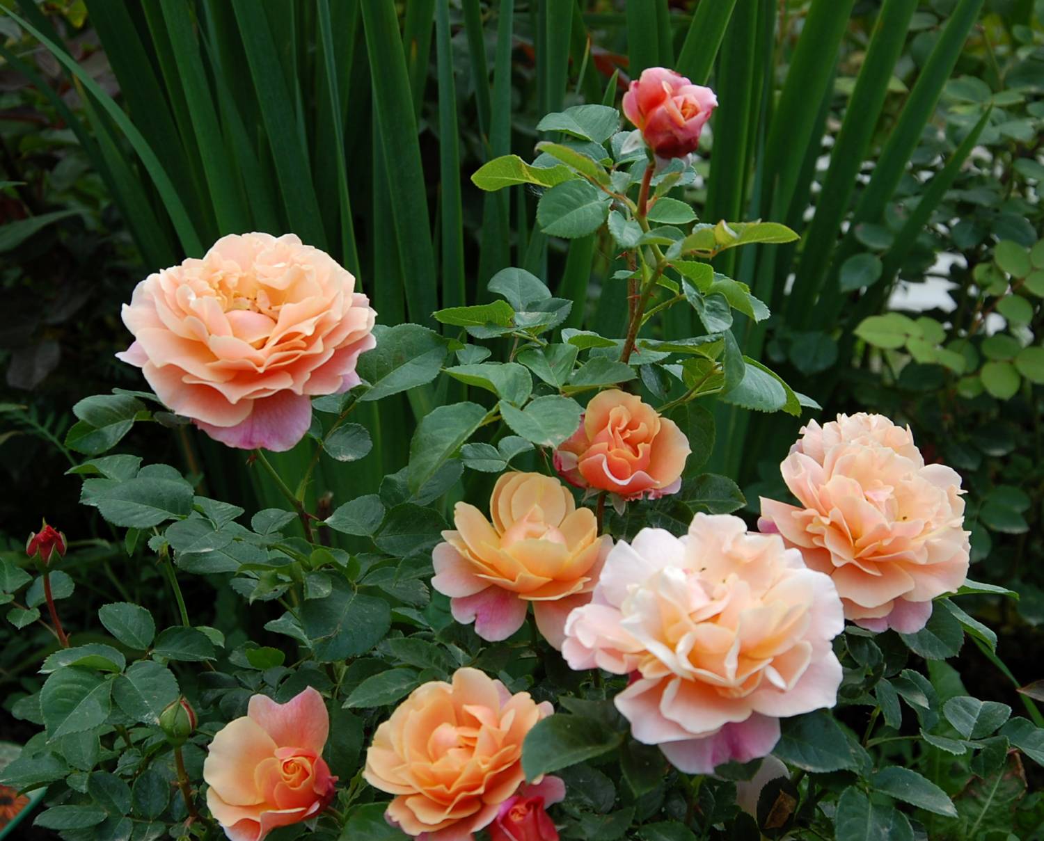 Роза Chateau Barbeyrolles