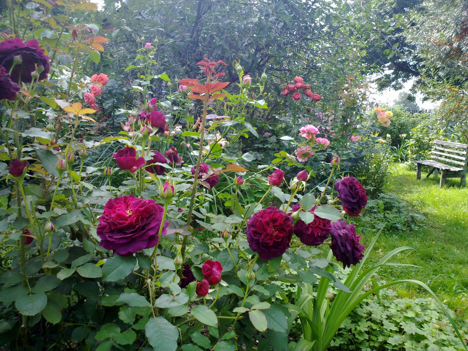 Роза Манстед Вуд в цветнике