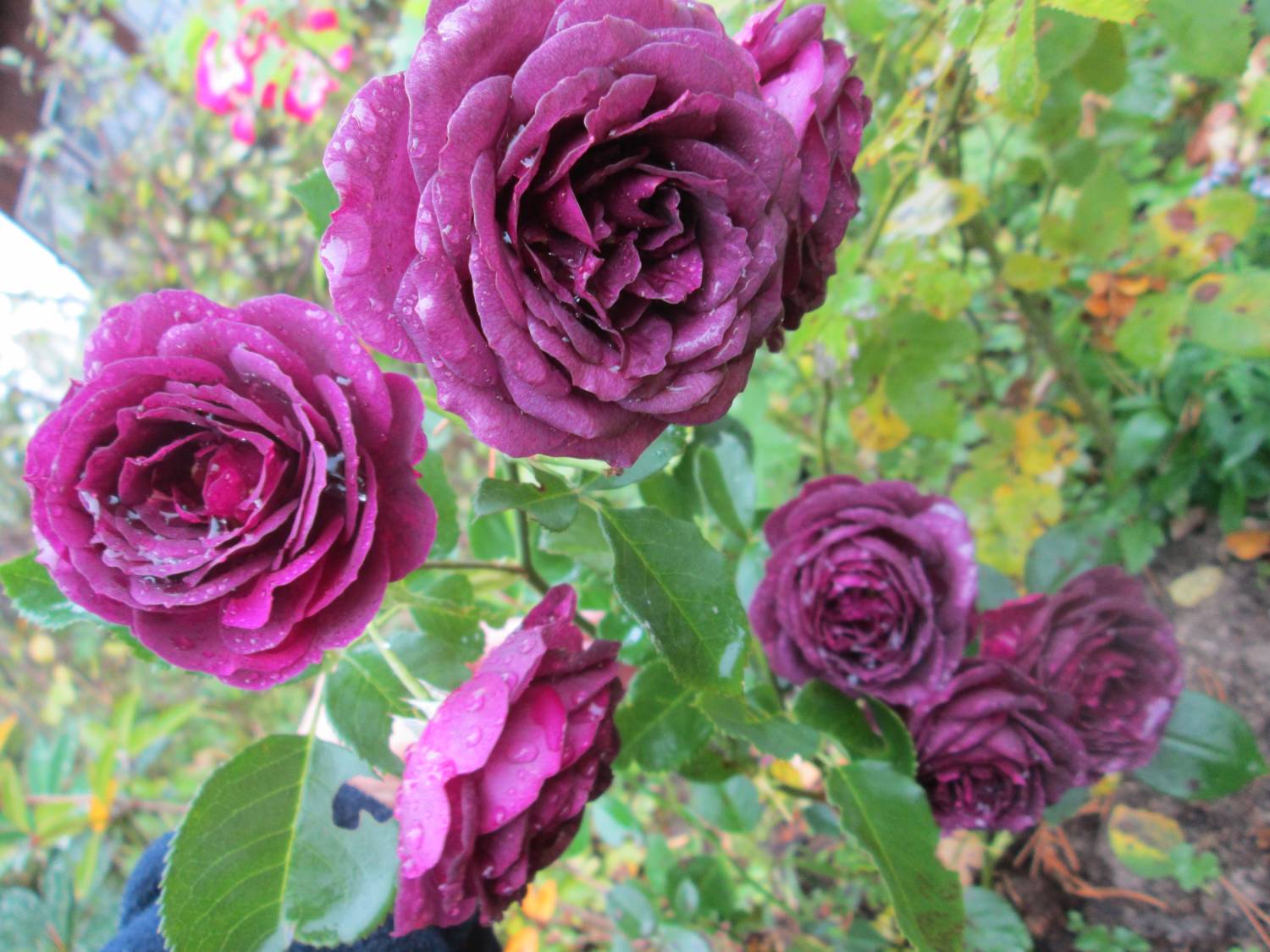 Кавказская роза Рон