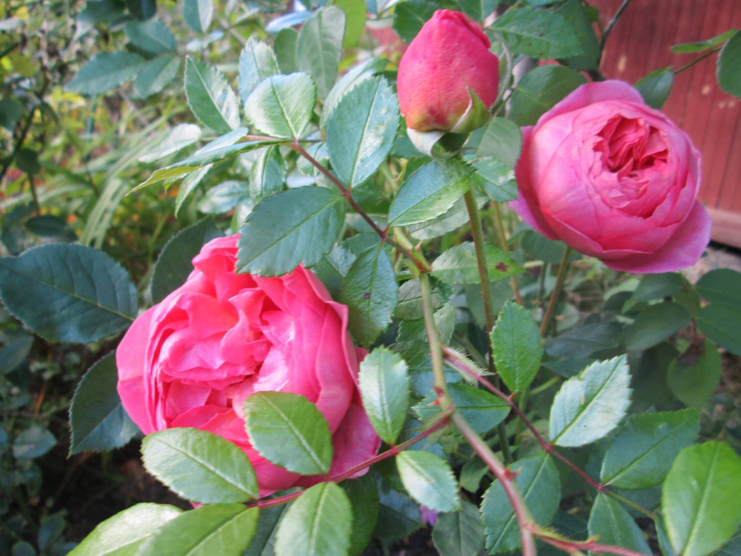 Сочетание розы Боскобель
