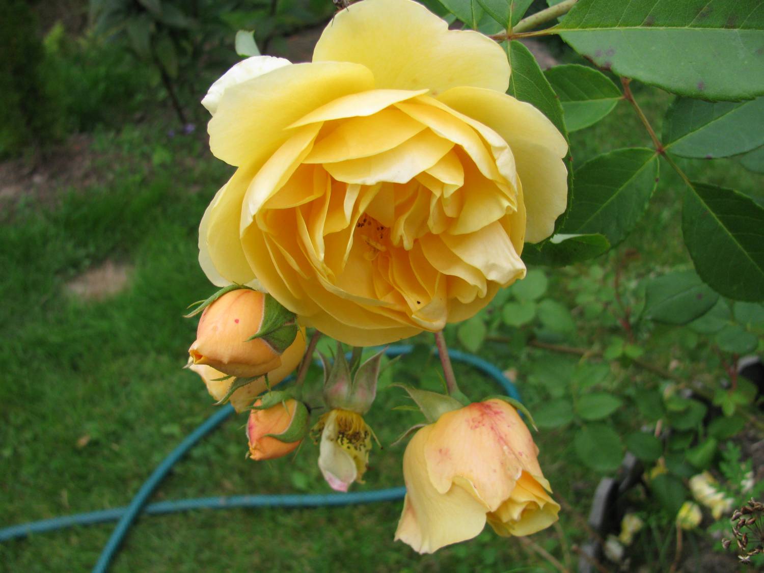 Желтая роза остинка