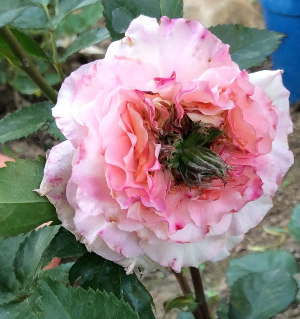 Theodor Fontane Rose роза